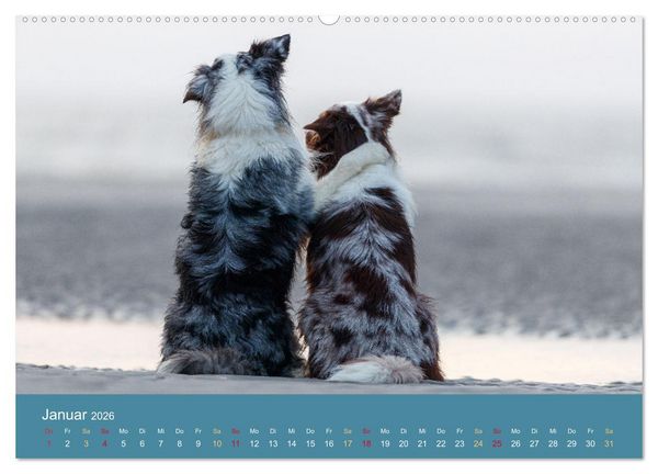 Produktbild: Mit Aussies unterwegs - Die bunte Welt der Australian Shepherds (Wandkalender 2026 DIN A2 quer), CALVENDO Monatskalender