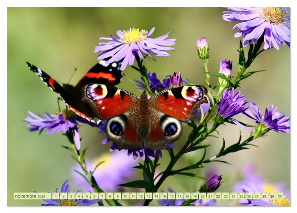 Produktbild: LA MAGIE DES PAPILLONS (Calendrier mural 2026 DIN A3 vertical), CALVENDO calendrier mensuel