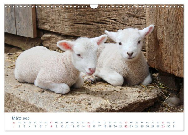 Produktbild: Tierisches Leben auf dem Bauernhof 2026 (Wandkalender 2026 DIN A3 quer), CALVENDO Monatskalender