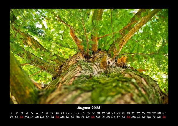 Produktbild: B&auml;ume 2025 Fotokalender DIN A3