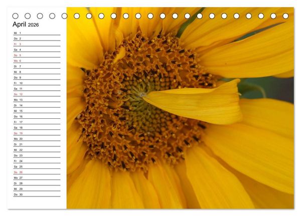 Produktbild: Sonnenblumen Impressionen (Tischkalender 2026 DIN A5 quer), CALVENDO Monatskalender