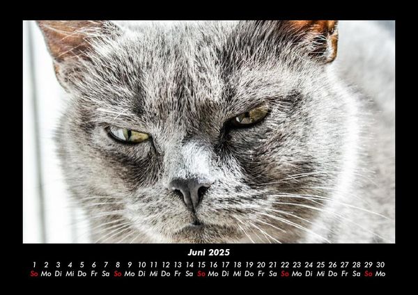 Produktbild: F&uuml;r Katzenfreunde 2025 Fotokalender DIN A3