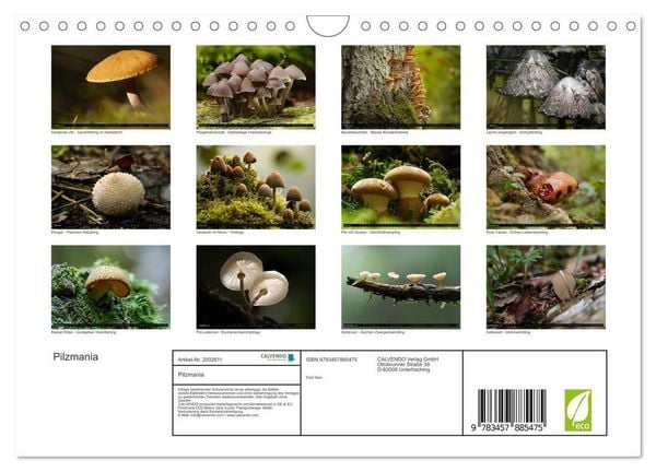 Produktbild: Pilzmania (Wandkalender 2026 DIN A4 quer), CALVENDO Monatskalender
