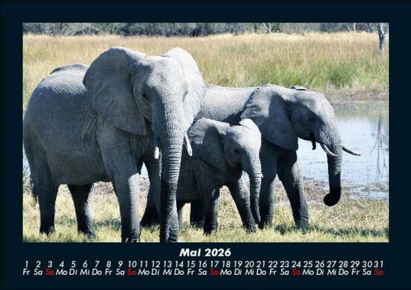 Produktbild: Der Elefantenkalender 2026 Fotokalender DIN A5