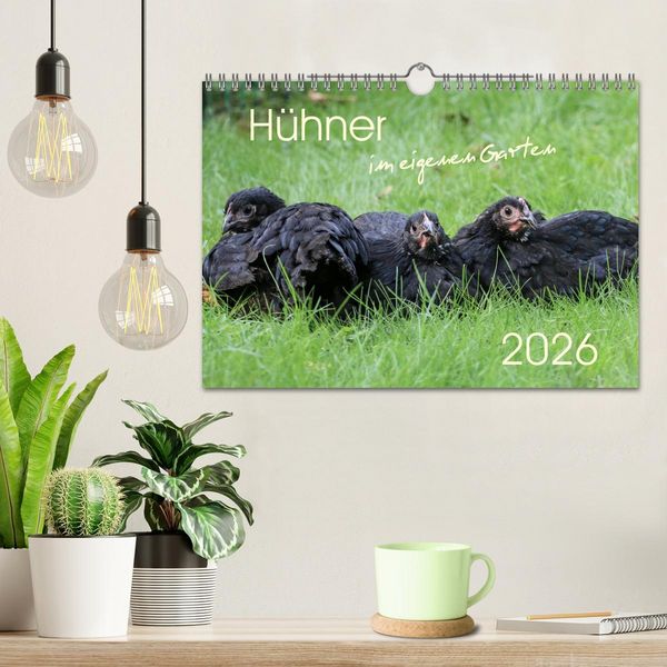 Produktbild: H&uuml;hner im eigenen Garten (Wandkalender 2026 DIN A4 quer), CALVENDO Monatskalender