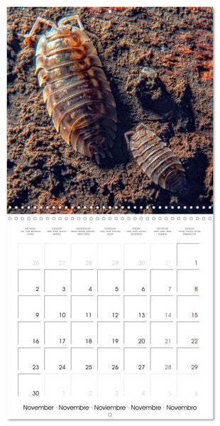 Produktbild: Natural beauty. Close-up insects (Wall Calendar 2026 12 &times; 12 Inch) CALVENDO 12 Month Wall Calendar