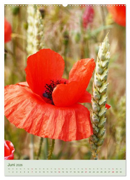 Produktbild: Mohn im Feld (hochwertiger Premium Wandkalender 2026 DIN A2 hoch), Kunstdruck in Hochglanz
