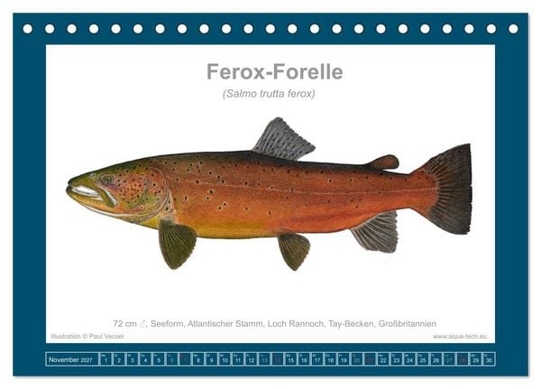 Produktbild: Fisch als Kunst 2027: Seeforellen (Tischkalender 2027 DIN A5 quer), CALVENDO Monatskalender