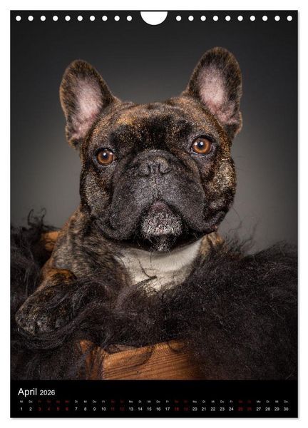 Produktbild: Bullyzauber - Franz&ouml;sische Bulldoggen (Wandkalender 2026 DIN A4 hoch), CALVENDO Monatskalender