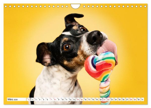 Produktbild: Hunde im Naschparadies (Wandkalender 2026 DIN A4 quer), CALVENDO Monatskalender