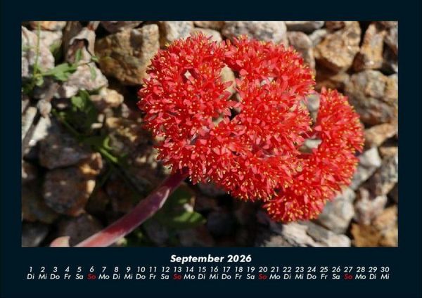 Produktbild: Blumenkalender 2026 Fotokalender DIN A4