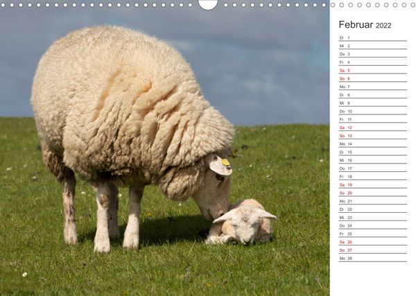 Produktbild: Deichschafe (Wandkalender 2022 DIN A3 quer)