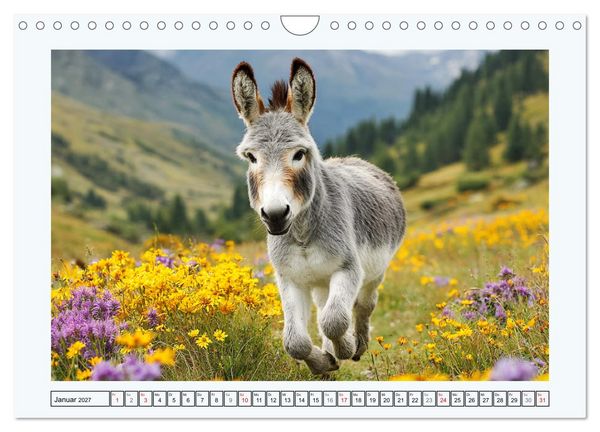 Produktbild: Sanfte Eselpoesie. Momente zwischen Bergwelt und Meer (Wandkalender 2027 DIN A4 quer), CALVENDO Monatskalender