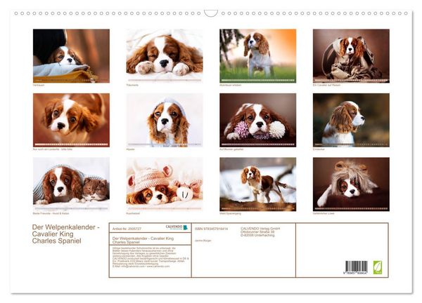 Produktbild: Der Welpenkalender - Cavalier King Charles Spaniel (Wandkalender 2026 DIN A2 quer), CALVENDO Monatskalender