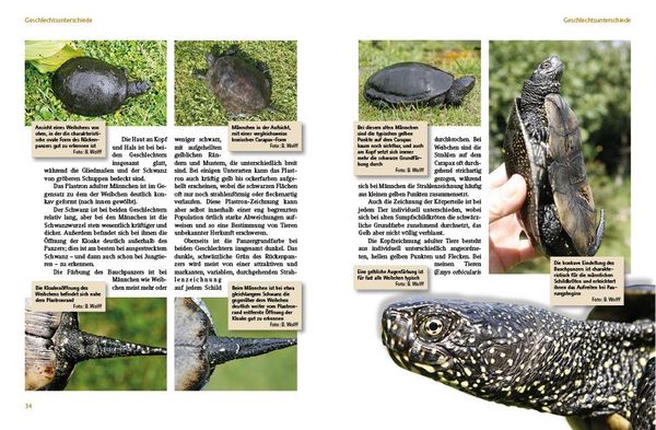 Produktbild: Europ&auml;ische Sumpfschildkr&ouml;ten