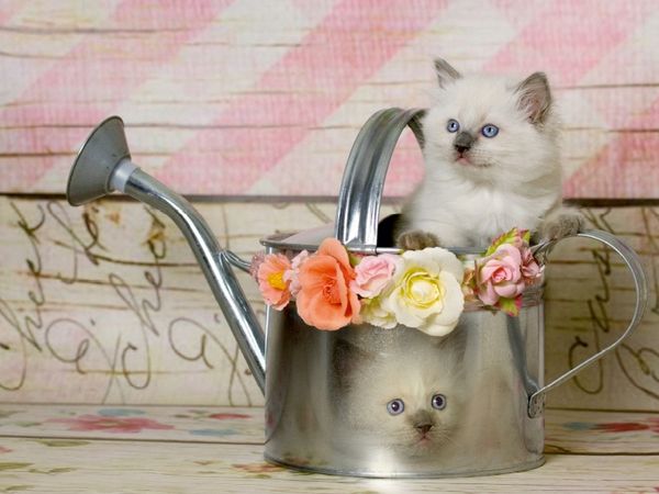 Produktbild: CALVENDO Puzzle Ein Motiv aus dem Kalender RAGDOLLS Impressionen aus der Kinderstube | 1000 Teile Lege-Gr&ouml;&szlig;e 64x48cm Foto-Puzzle f&uuml;r gl&uuml;ckliche Stunden