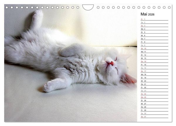 Produktbild: Aus der Kinderstube der Perserkatze (Wandkalender 2026 DIN A4 quer), CALVENDO Monatskalender