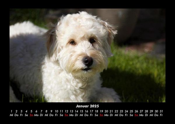 Produktbild: Welpen 2025 Fotokalender DIN A3