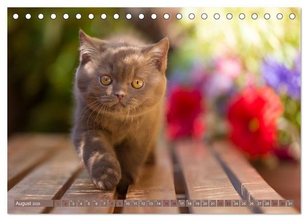 Produktbild: Kittens - Britisch Kurzhaar Katzenkinder (Tischkalender 2026 DIN A5 quer), CALVENDO Monatskalender