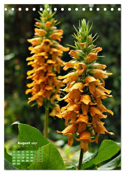 Produktbild: Madeiras Flora. Wundersame Wildblumen und exotische Geh&ouml;lze (Tischkalender 2027 DIN A5 hoch), CALVENDO Monatskalender