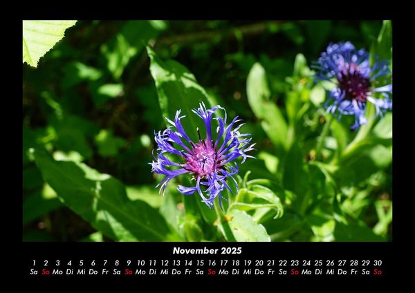 Produktbild: Blumentr&auml;ume 2025 Fotokalender DIN A3