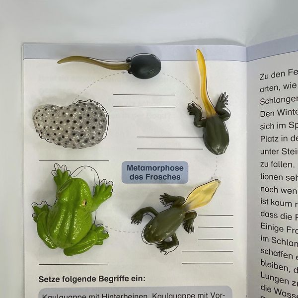 Produktbild: Ich kenne den Frosch - Lebenszyklus