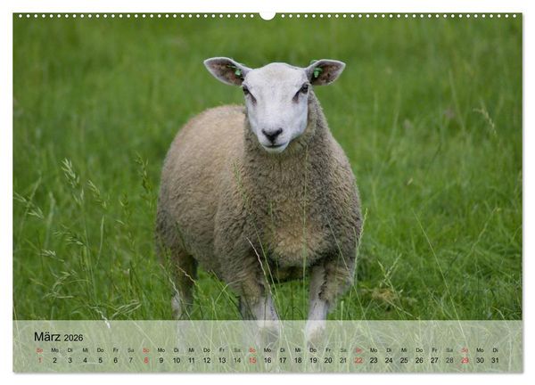 Produktbild: Schafe z&auml;hlen leicht gemacht! (Wandkalender 2026 DIN A2 quer), CALVENDO Monatskalender