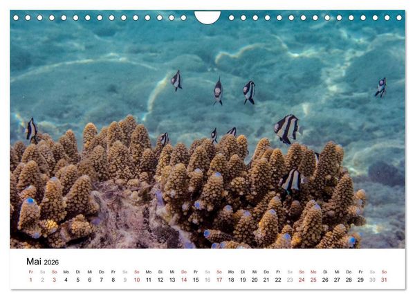 Produktbild: Unterwasserwelt der Malediven I (Wandkalender 2026 DIN A4 quer), CALVENDO Monatskalender