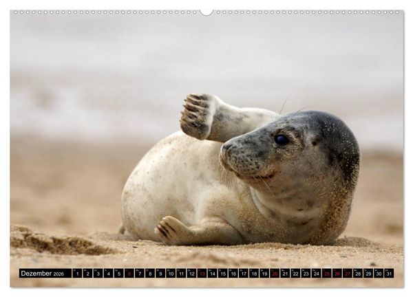Produktbild: Sylt ist Meer (Wandkalender 2026 DIN A2 quer), CALVENDO Monatskalender