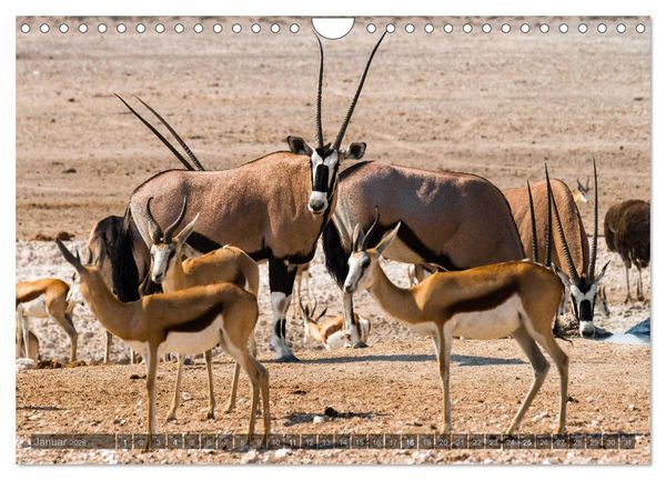 Produktbild: ETOSHA &ndash; Namibia Highlights (Wandkalender 2026 DIN A4 quer), CALVENDO Monatskalender