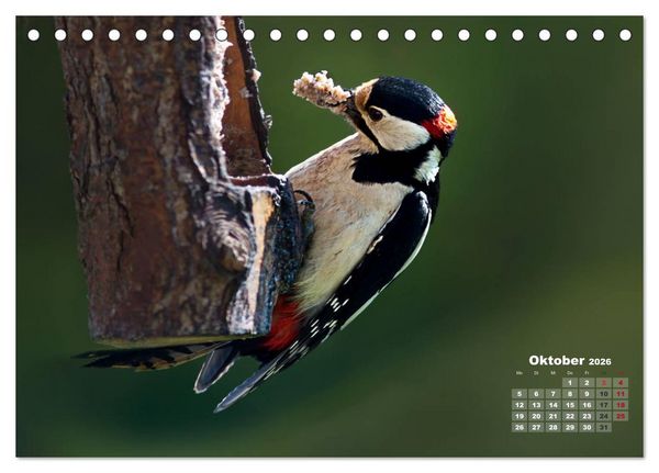 Produktbild: NATUR PUR - Singv&ouml;gel ganz nah (Tischkalender 2026 DIN A5 quer), CALVENDO Monatskalender