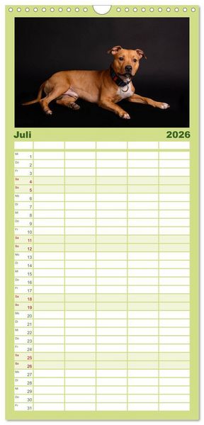 Produktbild: Familienplaner 2026 - Pit Bull und Co. - Geliebt, gef&uuml;rchtet, missverstanden mit 5 Spalten (Wandkalender, 21 x 45 cm) CALVENDO