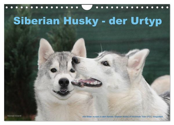 Produktbild: Siberian Husky - der Urtyp (Wandkalender 2026 DIN A4 quer), CALVENDO Monatskalender