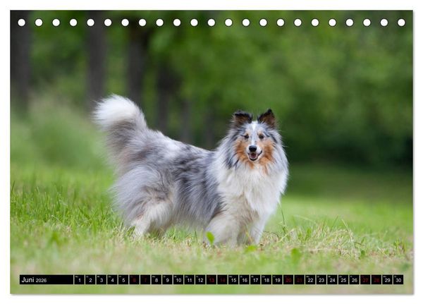 Produktbild: Shetland Sheepdogs - Kleine Charmeure (Tischkalender 2026 DIN A5 quer), CALVENDO Monatskalender