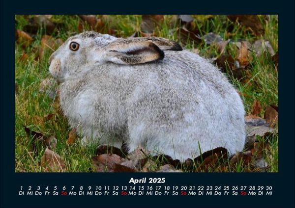 Produktbild: Waldbewohner 2025 Fotokalender DIN A4