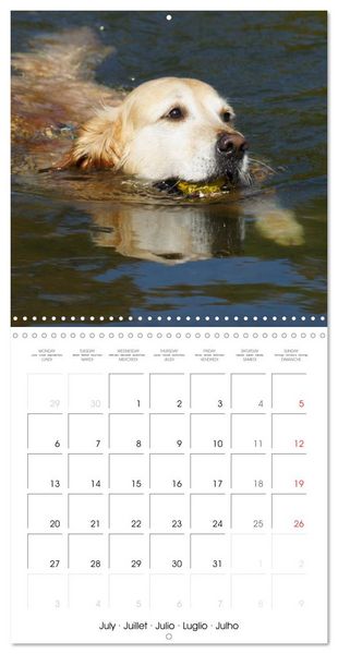 Produktbild: Happy Golden Retriever (Wall Calendar 2026 12 &times; 12 Inch) CALVENDO 12 Month Wall Calendar