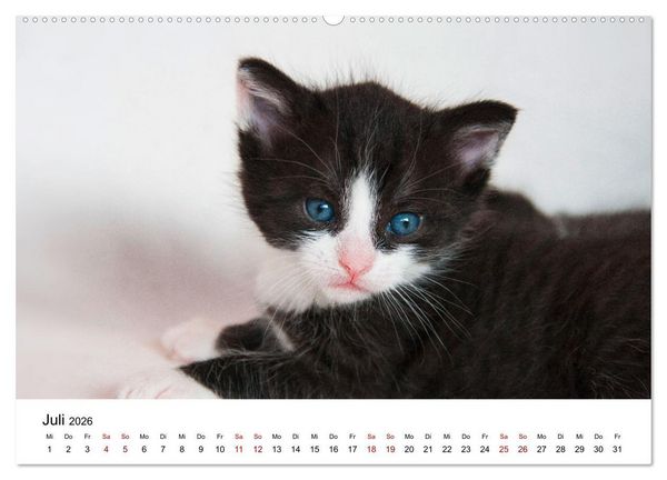 Produktbild: Katzenbabys (Wandkalender 2026 DIN A2 quer), CALVENDO Monatskalender