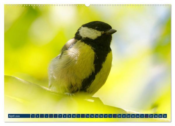 Produktbild: Kohlmeise - Fotografiert von Ostfriesenfotografie (Wandkalender 2026 DIN A2 quer), CALVENDO Monatskalender