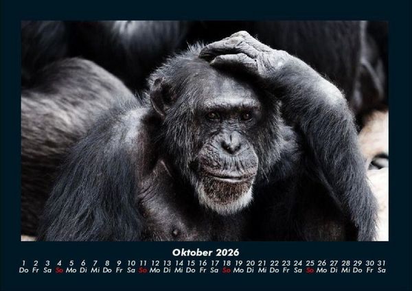 Produktbild: Affen 2026 Fotokalender DIN A4