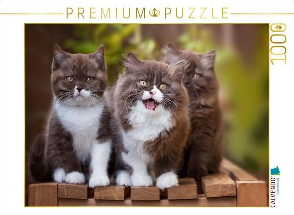 CALVENDO Puzzle Ein Motiv aus dem Kalender Kittens - Britisch Kurzhaar Katzenkinder | 1000 Teile Lege-Größe 64x48cm Foto-Puzzle für glückliche Stunden