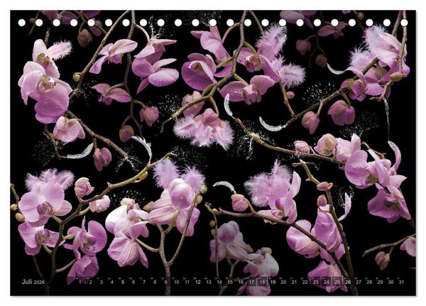 Produktbild: Orchidea (Tischkalender 2026 DIN A5 quer), CALVENDO Monatskalender