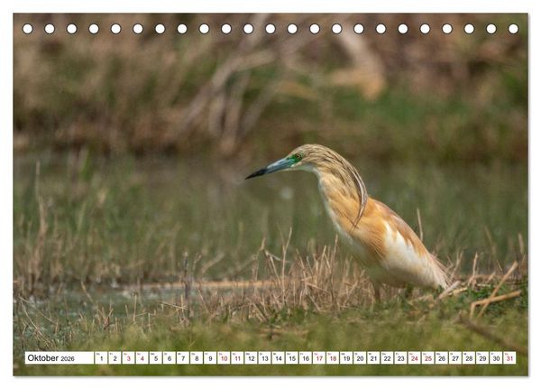Produktbild: Vogelparadies Volvi-See (Tischkalender 2026 DIN A5 quer), CALVENDO Monatskalender
