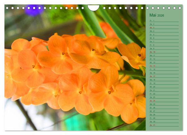 Produktbild: Farbzauber Natur Orchideen - CH Version (Wandkalender 2026 DIN A4 quer), CALVENDO Monatskalender