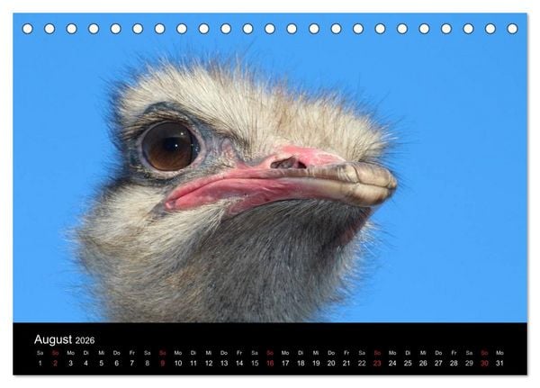 Produktbild: Strau&szlig;en-Kalender 2026 (Tischkalender 2026 DIN A5 quer), CALVENDO Monatskalender