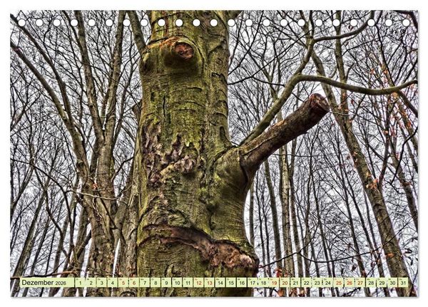 Produktbild: Verwunschene Waldtr&auml;ume: Ein Kalender voller Magie (Tischkalender 2026 DIN A5 quer), CALVENDO Monatskalender