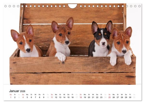 Produktbild: Allerliebste Basenji Welpen 2026 (Wandkalender 2026 DIN A4 quer), CALVENDO Monatskalender