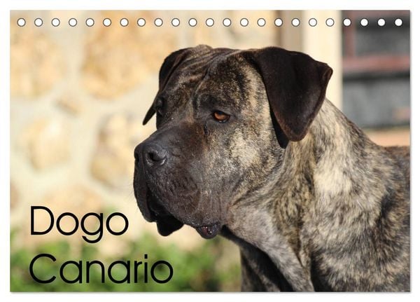Produktbild: Dogo Canario (Tischkalender 2026 DIN A5 quer), CALVENDO Monatskalender