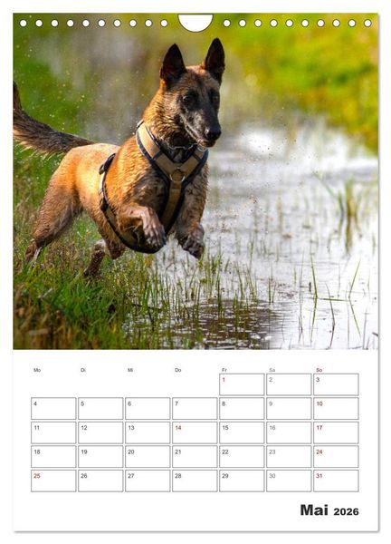 Produktbild: Malinois Power auf vier Pfoten (Wandkalender 2026 DIN A4 hoch), CALVENDO Monatskalender