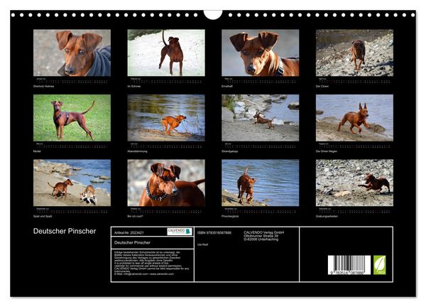Produktbild: Deutscher Pinscher (Wandkalender 2026 DIN A3 quer), CALVENDO Monatskalender