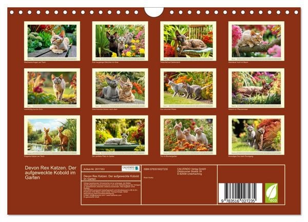Produktbild: Devon Rex Katzen. Der aufgeweckte Kobold im Garten (Wandkalender 2026 DIN A4 quer), CALVENDO Monatskalender